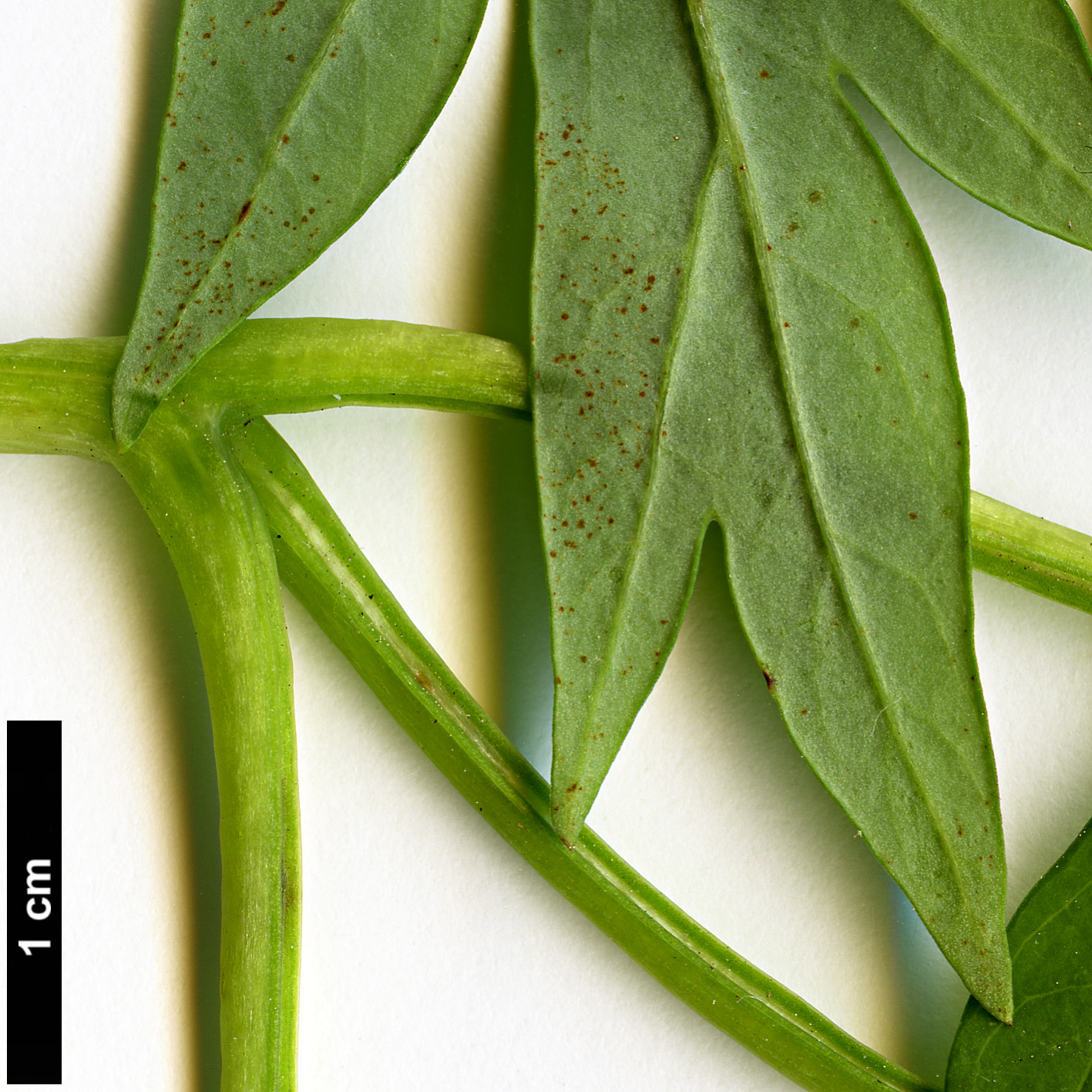 High resolution image: Family: Paeoniaceae - Genus: Paeonia - Taxon: delavayi - SpeciesSub: var. delavayi f. lutea
